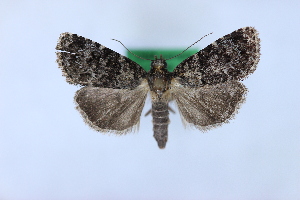  ( - 1138PF)  @11 [ ] by-nc-sa (2018) Per Falck Zoologisk Museum Copenhagen