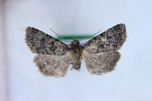  ( - 1139PF)  @11 [ ] by-nc-sa (2018) Per Falck Zoologisk Museum Copenhagen