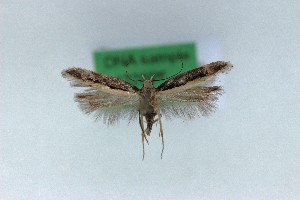  ( - 1228PF)  @11 [ ] by-nc-sa (2018) Per Falck Zoologisk Museum Copenhagen