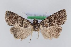  ( - 1236PF)  @11 [ ] by-nc-sa (2018) Per Falck Zoologisk Museum Copenhagen