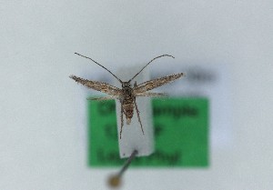 (Ambloma brachyptera - 1262PF)  @11 [ ] by-nc-sa (2018) Per Falck Zoologisk Museum Copenhagen