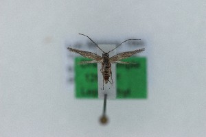  (Ambloma brachyptera - 1263PF)  @11 [ ] by-nc-sa (2018) Per Falck Zoologisk Museum Copenhagen