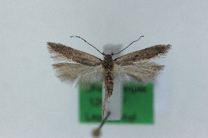  ( - 1268PF)  @11 [ ] by-nc-sa (2018) Per Falck Zoologisk Museum Copenhagen