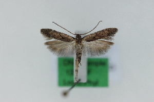  (Stomopteryx palmella - 1393PF)  @11 [ ] by-nc-sa (2018) Per Falck Zoologisk Museum Copenhagen