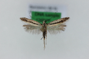  ( - 1395PF)  @11 [ ] by-nc-sa (2018) Per Falck Zoologisk Museum Copenhagen