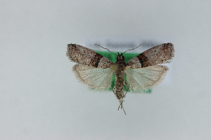  (Sudaniola - 1546PF)  @11 [ ] by-nc-sa (2018) Per Falck Zoologisk Museum Copenhagen