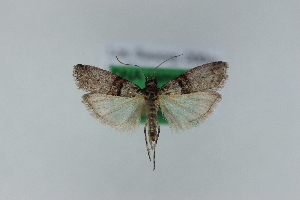  ( - 1547PF)  @11 [ ] by-nc-sa (2018) Per Falck Zoologisk Museum Copenhagen