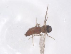  ( - CBG-B21589-A09)  @11 [ ] CreativeCommons - Attribution Share - Alike (2025) Centre for Biodiversity Genomics Centre for Biodiversity Genomics