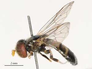  ( - CBG-B21612-D12)  @11 [ ] CreativeCommons - Attribution Share - Alike (2025) CBG Photography Group Centre for Biodiversity Genomics