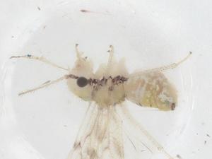  ( - CBG-B20582-B08)  @11 [ ] CreativeCommons - Attribution Share - Alike (2025) Centre for Biodiversity Genomics Centre for Biodiversity Genomics