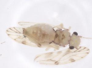  ( - CBG-B21145-H10)  @11 [ ] CreativeCommons - Attribution Share - Alike (2025) Centre for Biodiversity Genomics Centre for Biodiversity Genomics