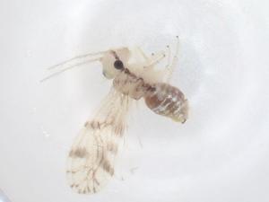  ( - CBG-B21146-D02)  @11 [ ] CreativeCommons - Attribution Share - Alike (2025) Centre for Biodiversity Genomics Centre for Biodiversity Genomics