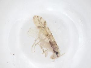  ( - CBG-B21146-F07)  @11 [ ] CreativeCommons - Attribution Share - Alike (2025) Centre for Biodiversity Genomics Centre for Biodiversity Genomics