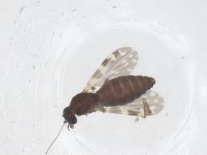  ( - CBG-B21588-G08)  @11 [ ] CreativeCommons - Attribution Share - Alike (2025) Centre for Biodiversity Genomics Centre for Biodiversity Genomics