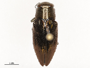  (Chrysobothris dorsata - CBG-B21612-E04)  @11 [ ] CreativeCommons - Attribution Share - Alike (2025) CBG Photography Group Centre for Biodiversity Genomics