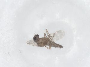  ( - CBG-B22896-C07)  @11 [ ] CreativeCommons - Attribution Share - Alike (2025) Centre for Biodiversity Genomics Centre for Biodiversity Genomics