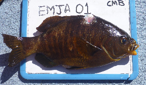  ( - EMJA-01)  @13 [ ] No Rights Reserved (2009) Coastal Marine Biolabs Coastal Marine Biolabs