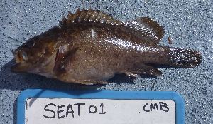  ( - SEAT01)  @11 [ ] No Rights Reserved (2009) Coastal Marine Biolabs Coastal Marine Biolabs