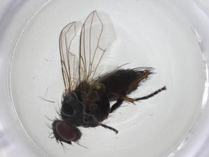  ( - CBG-A07697-H01)  @11 [ ] CreativeCommons - Attribution Share - Alike (2023) Centre for Biodiversity Genomics Centre for Biodiversity Genomics