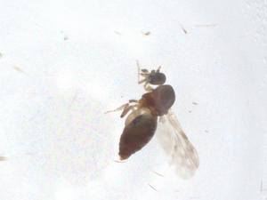  ( - CBG-A10195-A06)  @11 [ ] CreativeCommons - Attribution Share - Alike (2023) Centre for Biodiversity Genomics Centre for Biodiversity Genomics