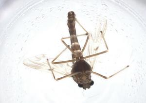  ( - CBG-A10239-F01)  @11 [ ] CreativeCommons - Attribution Share - Alike (2023) Centre for Biodiversity Genomics Centre for Biodiversity Genomics