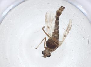  ( - CBG-A10247-B07)  @11 [ ] CreativeCommons - Attribution Share - Alike (2023) Centre for Biodiversity Genomics Centre for Biodiversity Genomics