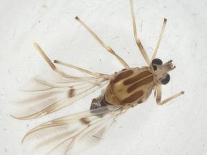  ( - CBG-A10248-B02)  @11 [ ] CreativeCommons - Attribution Share - Alike (2023) Centre for Biodiversity Genomics Centre for Biodiversity Genomics