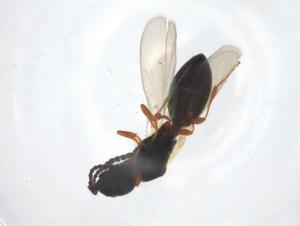  (Coptera occidentalis - CBG-A10250-H10)  @11 [ ] CreativeCommons - Attribution Share - Alike (2023) Centre for Biodiversity Genomics Centre for Biodiversity Genomics