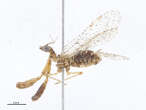  ( - CBG-A10781-H06)  @11 [ ] CreativeCommons - Attribution Share - Alike (2023) CBG Photography Group Centre for Biodiversity Genomics