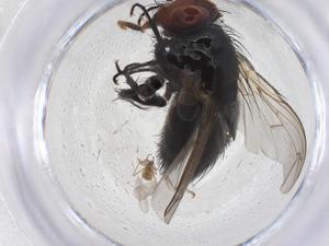  ( - CBG-A10948-G10)  @11 [ ] CreativeCommons - Attribution Share - Alike (2023) Centre for Biodiversity Genomics Centre for Biodiversity Genomics