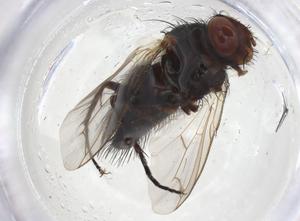  ( - CBG-A10948-H03)  @11 [ ] CreativeCommons - Attribution Share - Alike (2023) Centre for Biodiversity Genomics Centre for Biodiversity Genomics