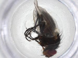  ( - CBG-A10948-H09)  @11 [ ] CreativeCommons - Attribution Share - Alike (2023) Centre for Biodiversity Genomics Centre for Biodiversity Genomics