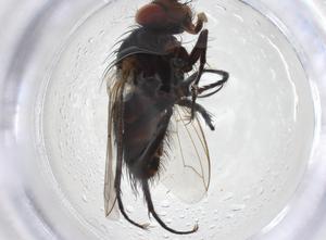  ( - CBG-A10948-H11)  @11 [ ] CreativeCommons - Attribution Share - Alike (2023) Centre for Biodiversity Genomics Centre for Biodiversity Genomics