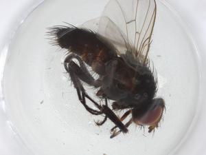  ( - CBG-A10949-A12)  @11 [ ] CreativeCommons - Attribution Share - Alike (2023) Centre for Biodiversity Genomics Centre for Biodiversity Genomics