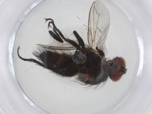  ( - CBG-A10949-B06)  @11 [ ] CreativeCommons - Attribution Share - Alike (2023) Centre for Biodiversity Genomics Centre for Biodiversity Genomics