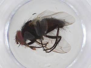  ( - CBG-A10949-B09)  @11 [ ] CreativeCommons - Attribution Share - Alike (2023) Centre for Biodiversity Genomics Centre for Biodiversity Genomics