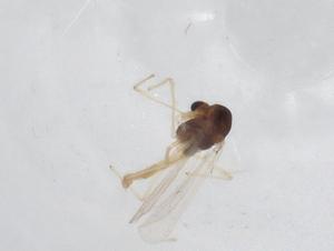  ( - CBG-A10983-C05)  @11 [ ] CreativeCommons - Attribution Share - Alike (2023) Centre for Biodiversity Genomics Centre for Biodiversity Genomics