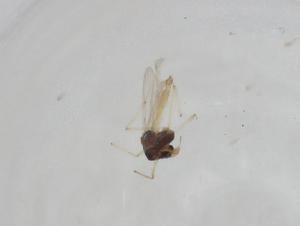  ( - CBG-A10997-B03)  @11 [ ] CreativeCommons - Attribution Share - Alike (2023) Centre for Biodiversity Genomics Centre for Biodiversity Genomics