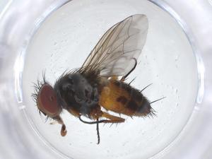  ( - CBG-A12690-F12)  @11 [ ] CreativeCommons - Attribution Share - Alike (2023) Centre for Biodiversity Genomics Centre for Biodiversity Genomics