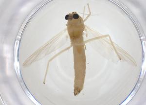  ( - CBG-A13927-D01)  @11 [ ] CreativeCommons - Attribution Share - Alike (2023) Centre for Biodiversity Genomics Centre for Biodiversity Genomics