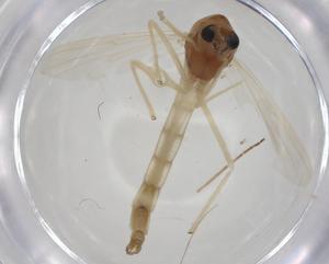  ( - CBG-A13927-F05)  @11 [ ] CreativeCommons - Attribution Share - Alike (2023) Centre for Biodiversity Genomics Centre for Biodiversity Genomics