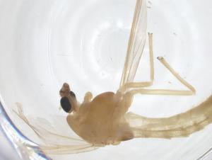  ( - CBG-A13928-A09)  @11 [ ] CreativeCommons - Attribution Share - Alike (2023) Centre for Biodiversity Genomics Centre for Biodiversity Genomics