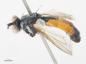  ( - CBG-A14994-E10)  @11 [ ] CreativeCommons - Attribution Share-Alike (2023) CBG Photography Group Centre for Biodiversity Genomics