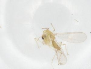  ( - CBG-A15067-D06)  @11 [ ] CreativeCommons - Attribution Share - Alike (2023) Centre for Biodiversity Genomics Centre for Biodiversity Genomics