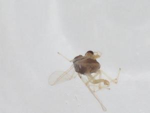  ( - CBG-A15071-B05)  @11 [ ] CreativeCommons - Attribution Share - Alike (2023) Centre for Biodiversity Genomics Centre for Biodiversity Genomics