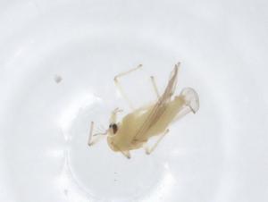  ( - CBG-A15084-C09)  @11 [ ] CreativeCommons - Attribution Share - Alike (2023) Centre for Biodiversity Genomics Centre for Biodiversity Genomics