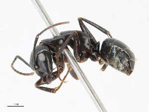  (Camponotus quercicola - CBG-A13327-F11)  @11 [ ] CreativeCommons - Attribution Share - Alike (2023) CBG Photography Group Centre for Biodiversity Genomics