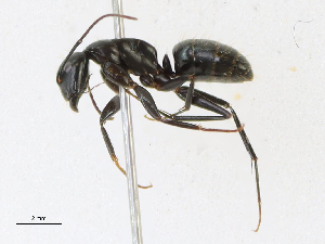  (Camponotus vicinus_dark_form - CBG-A13344-A12)  @11 [ ] CreativeCommons - Attribution Share-Alike (2023) CBG Photography Group Centre for Biodiversity Genomics
