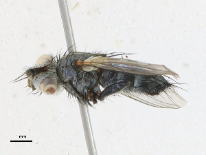  ( - CBG-A14980-B01)  @11 [ ] CreativeCommons - Attribution Share-Alike (2023) CBG Photography Group Centre for Biodiversity Genomics