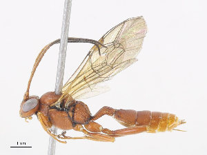  ( - CBG-A14995-G07)  @11 [ ] CreativeCommons - Attribution Share-Alike (2023) CBG Photography Group Centre for Biodiversity Genomics